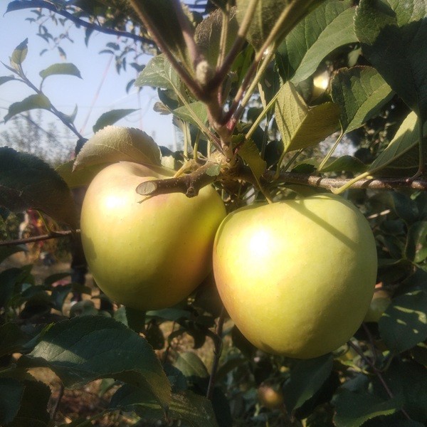 水蜜桃苹果-- 山东省泰安市柏年苗木园艺场