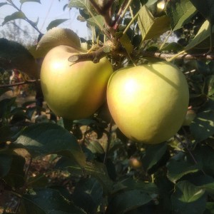 水蜜桃苹果