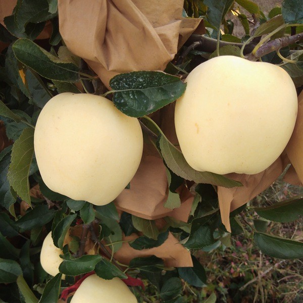 维纳斯黄金苹果苗-- 山东省泰安市柏年苗木园艺场