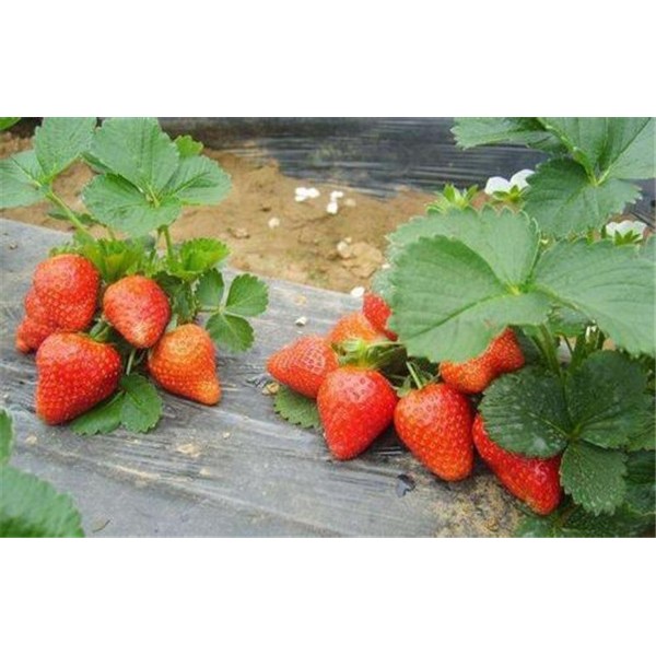 章姬草莓苗-- 山东省泰安市柏年苗木园艺场