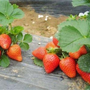 章姬草莓苗