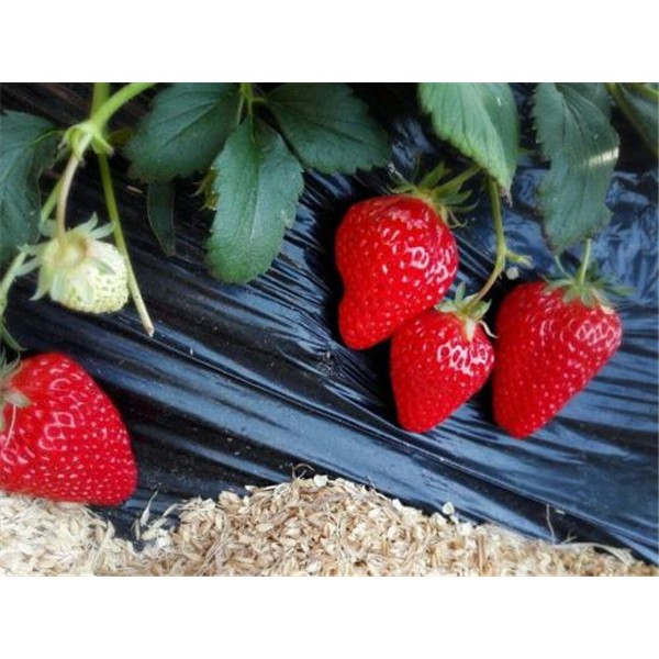红颜草莓苗-- 山东省泰安市柏年苗木园艺场