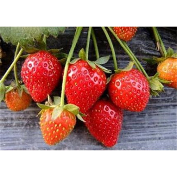 甜查理草莓苗-- 山东省泰安市柏年苗木园艺场
