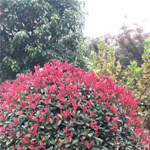 红叶石楠-- 南京市浦口区枫景苗圃场
