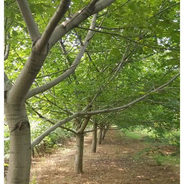 核桃树-- 旭日苗圃基地