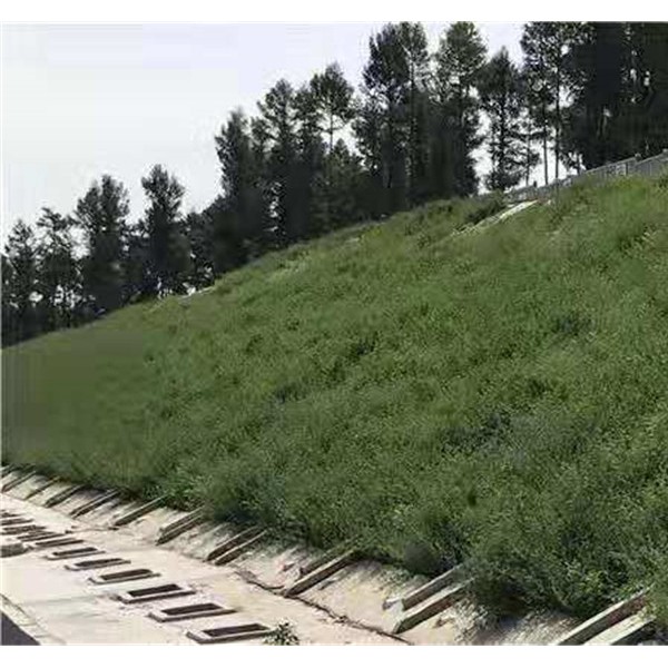 高铁边坡种草效果-- 泽昊边坡绿化有限公司