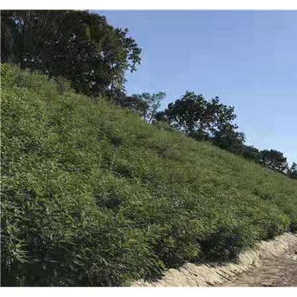 高铁紫穗槐苗种植第二年效果-- 泽昊边坡绿化有限公司