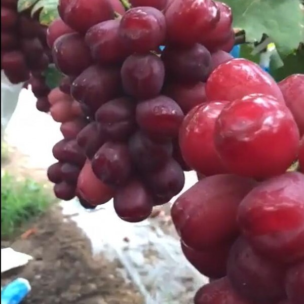 葡萄新品种视频-- 永清葡萄苗新品种繁育场