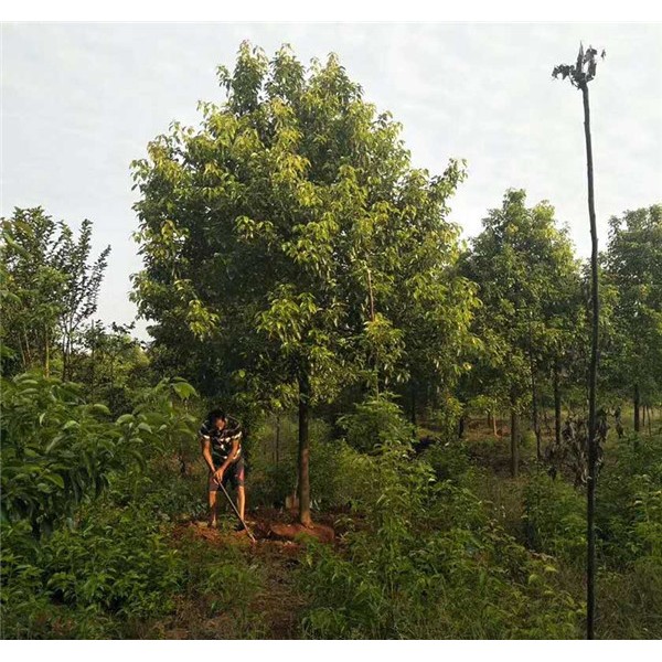 米径10公分全冠精品香樟-- 万园苗木场