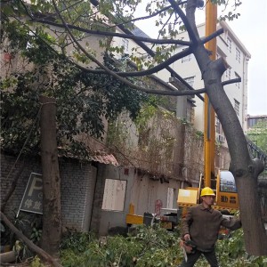 广东道路树木迁移种植 广东道路树木修剪砍伐