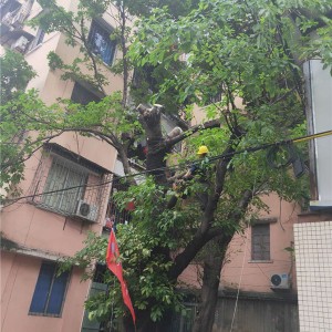 广州道路树木修剪砍伐 广州道路树木迁移种植