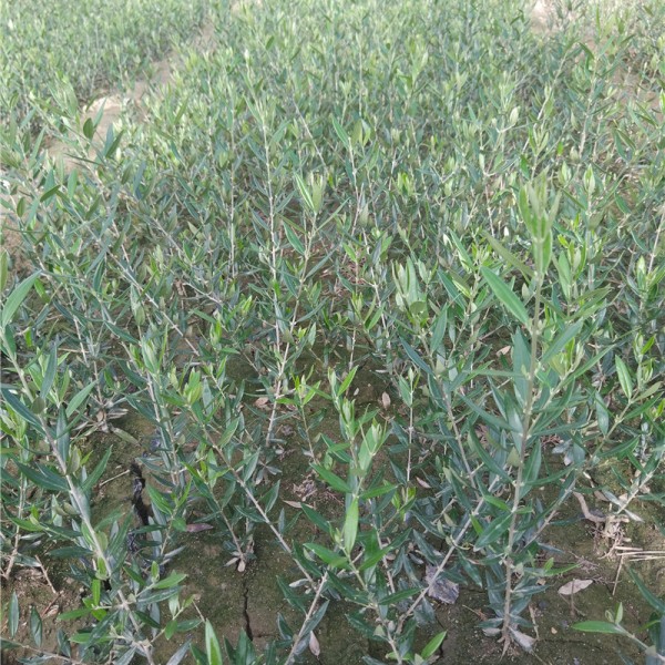 油橄榄一年苗-- 陇南华盛油橄榄开发有限公司