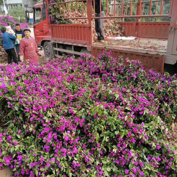 紫花-- 宜宾三角梅批发