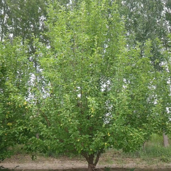 果海棠-- 八棱海棠树